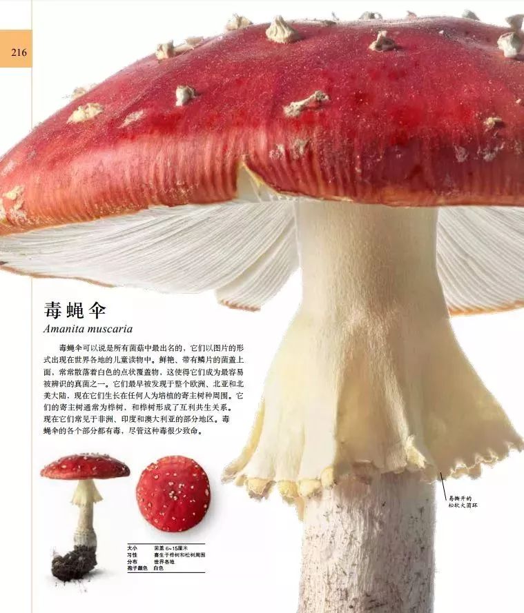 百科博物馆的镇馆之宝阅读答案_百科博物馆计划小程序_生活百科博物馆