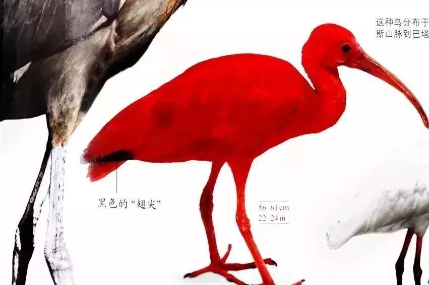 百科博物馆计划小程序_百科博物馆的镇馆之宝阅读答案_生活百科博物馆