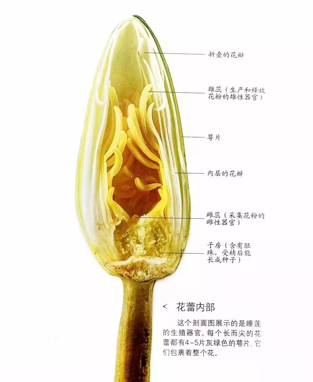 生活百科博物馆_百科博物馆的镇馆之宝阅读答案_百科博物馆计划小程序